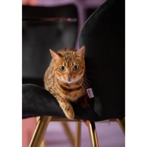 KARE Design Cadeira Viva Preta Clearance