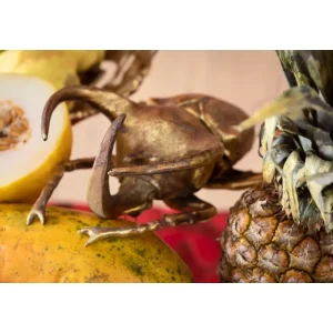 KARE Design Decoração de Parede Atlas Beetle Gold Online