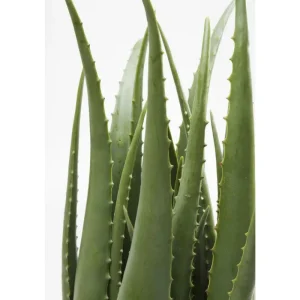KARE Design Planta decorativa Aloe 69cm Outlet