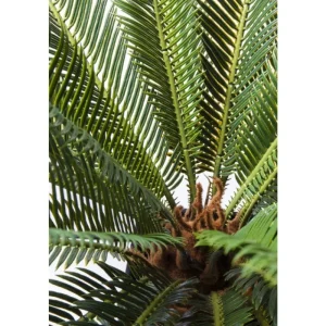 KARE Design Planta decorativa Cycas Tree 78cm Sale