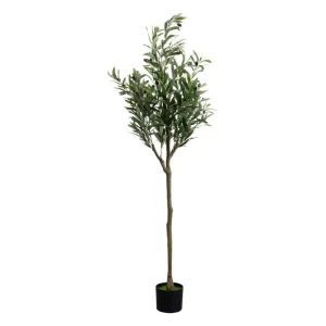 KARE Design Planta decorativa de oliveira 150cm Clearance
