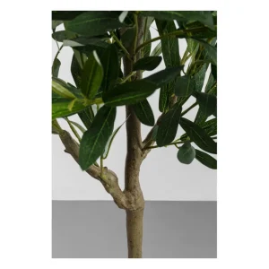 KARE Design Planta decorativa de oliveira 150cm Clearance