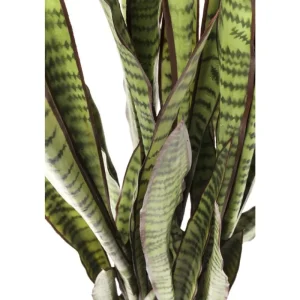 KARE Design Planta decorativa Sansewieria 155cm Fashion